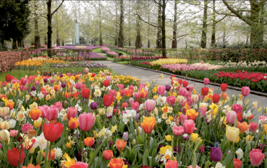 Keukenhof & Keukenhofbosch